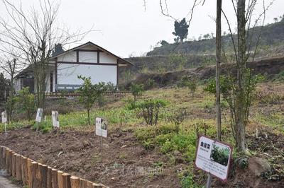 內江 以“產業融合+研學實踐”雙輪驅動，探索中醫藥傳承創新與智能化工程新路徑